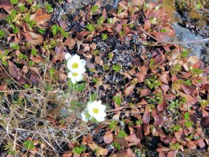 15 - Tundra Flowers 3