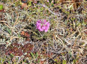 16 - Tundra Flowers 4